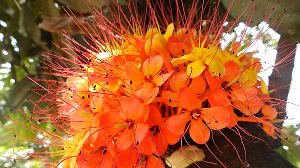 Alleppey (57)